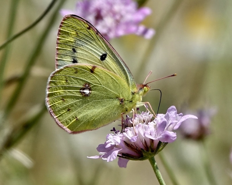 clouded yellow helice